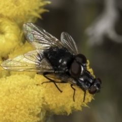 Tachinidae (family) at Latham, ACT - 10 Nov 2023