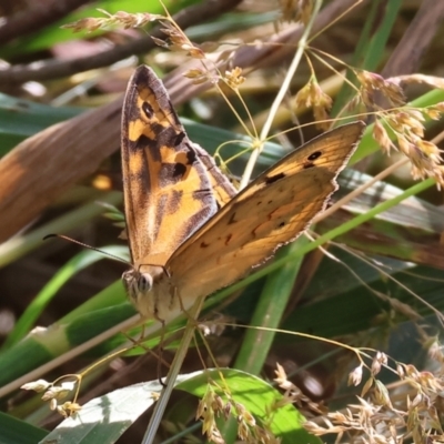 Heteronympha merope (Common Brown Butterfly) at Wodonga - 11 Nov 2023 by KylieWaldon