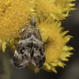 Tebenna micalis at Latham, ACT - 10 Nov 2023 04:21 PM