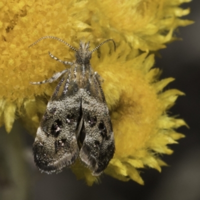 Tebenna micalis (Small Thistle Moth) at Blue Devil Grassland, Umbagong Park (BDG) - 10 Nov 2023 by kasiaaus