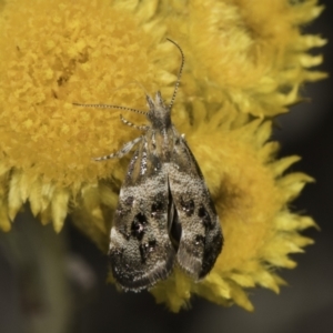 Tebenna micalis at Latham, ACT - 10 Nov 2023 04:21 PM