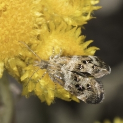 Tebenna micalis at Latham, ACT - 10 Nov 2023 04:21 PM