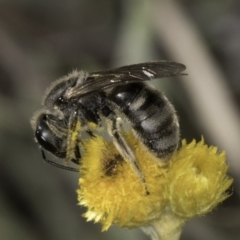 Lasioglossum (Chilalictus) clelandi (Furrow Bee) at Latham, ACT - 10 Nov 2023 by kasiaaus