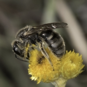 Lasioglossum (Chilalictus) clelandi at Latham, ACT - 10 Nov 2023