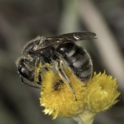 Lasioglossum (Chilalictus) clelandi (Furrow Bee) at Blue Devil Grassland, Umbagong Park (BDG) - 10 Nov 2023 by kasiaaus