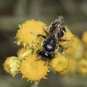 Lasioglossum (Chilalictus) clelandi at Latham, ACT - 10 Nov 2023 04:23 PM