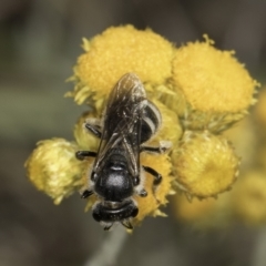 Lasioglossum (Chilalictus) clelandi at Latham, ACT - 10 Nov 2023 04:23 PM