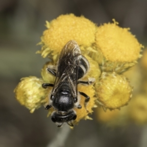 Lasioglossum (Chilalictus) clelandi at Latham, ACT - 10 Nov 2023 04:23 PM