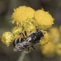 Lasioglossum (Chilalictus) clelandi at Latham, ACT - 10 Nov 2023