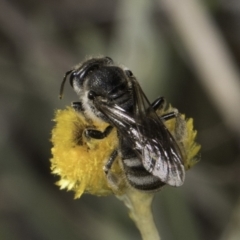 Lasioglossum (Chilalictus) clelandi at Latham, ACT - 10 Nov 2023 04:23 PM