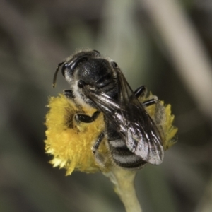 Lasioglossum (Chilalictus) clelandi at Latham, ACT - 10 Nov 2023 04:23 PM