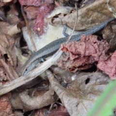 Lampropholis guichenoti (Common Garden Skink) at QPRC LGA - 12 Nov 2023 by MatthewFrawley