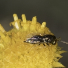 Chalcidoidea (superfamily) (A gall wasp or Chalcid wasp) at Latham, ACT - 10 Nov 2023 by kasiaaus