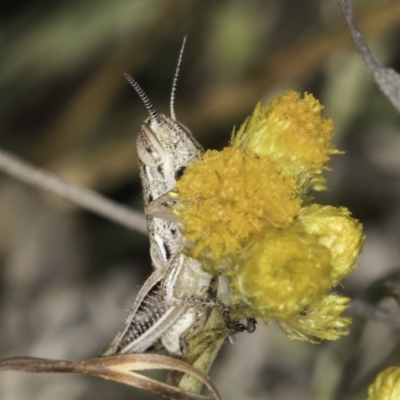 Unverified Grasshopper (several families) at Blue Devil Grassland, Umbagong Park (BDG) - 10 Nov 2023 by kasiaaus