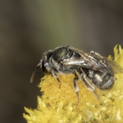 Lasioglossum (Chilalictus) sp. (genus & subgenus) (Halictid bee) at Latham, ACT - 10 Nov 2023 by kasiaaus