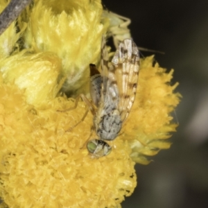 Austrotephritis pelia at Latham, ACT - 10 Nov 2023