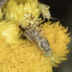 Austrotephritis pelia at Latham, ACT - 10 Nov 2023