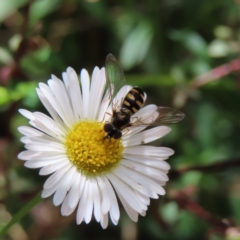 Melangyna viridiceps (Hover fly) at Braidwood, NSW - 12 Nov 2023 by MatthewFrawley