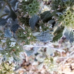 Wheeleria spilodactylus (Horehound plume moth) at Watson Woodlands - 10 Nov 2023 by abread111