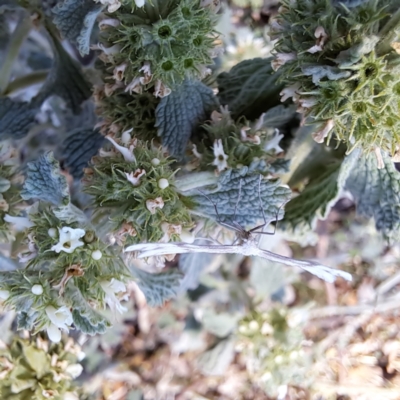 Wheeleria spilodactylus (Horehound plume moth) at Watson Woodlands - 10 Nov 2023 by abread111