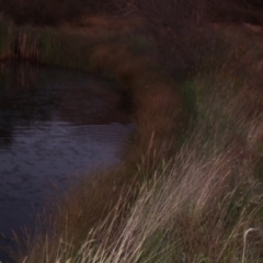 Hydromys chrysogaster (Rakali or Water Rat) at Belconnen, ACT - 12 Nov 2023 by VanceLawrence