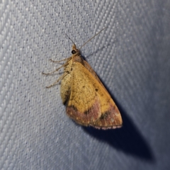 Chrysolarentia mecynata (Mecynata Carpet Moth) at QPRC LGA - 12 Nov 2023 by MatthewFrawley