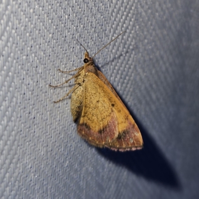 Chrysolarentia mecynata (Mecynata Carpet Moth) at QPRC LGA - 12 Nov 2023 by MatthewFrawley