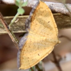 Chrysolarentia correlata (Yellow Carpet) at Mongarlowe River - 12 Nov 2023 by LisaH