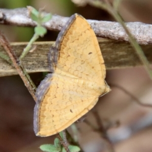 Chrysolarentia correlata at QPRC LGA - suppressed