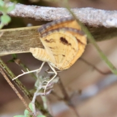 Chrysolarentia correlata at QPRC LGA - suppressed