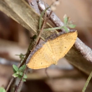 Chrysolarentia correlata at QPRC LGA - suppressed