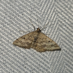 Scopula rubraria (Reddish Wave, Plantain Moth) at QPRC LGA - 12 Nov 2023 by MatthewFrawley