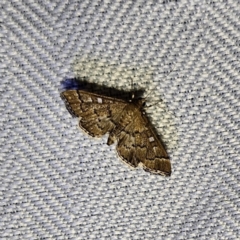 Nacoleia rhoeoalis (A Crambid moth (Spilomelinae) at QPRC LGA - 12 Nov 2023 by MatthewFrawley
