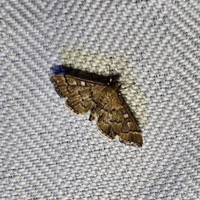 Nacoleia rhoeoalis (A Crambid moth (Spilomelinae) at QPRC LGA - 12 Nov 2023 by MatthewFrawley