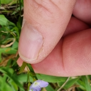 Veronica gracilis at QPRC LGA - 12 Nov 2023