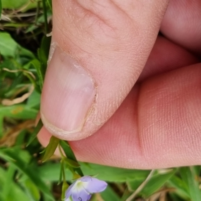 Veronica gracilis (Slender Speedwell) at Bungendore, NSW - 12 Nov 2023 by clarehoneydove