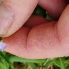 Veronica gracilis at QPRC LGA - 12 Nov 2023