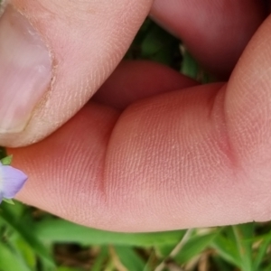 Veronica gracilis at QPRC LGA - 12 Nov 2023