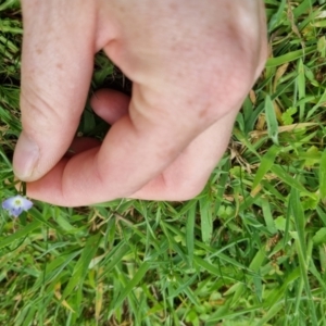 Veronica gracilis at QPRC LGA - 12 Nov 2023