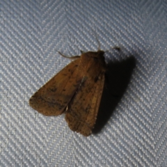 Helicoverpa (genus) (A bollworm) at Braidwood, NSW - 12 Nov 2023 by MatthewFrawley