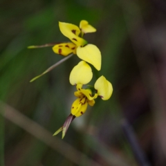 Diuris sulphurea (Tiger Orchid) at Cotter River, ACT - 12 Nov 2023 by regeraghty