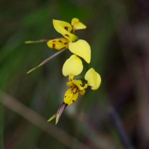 Diuris sulphurea at Namadgi National Park - 12 Nov 2023