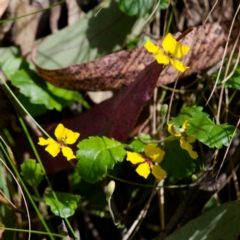 Goodenia hederacea subsp. alpestris at Cotter River, ACT - 12 Nov 2023 by regeraghty