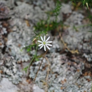 Stellaria pungens at Namadgi National Park - 12 Nov 2023 03:09 PM