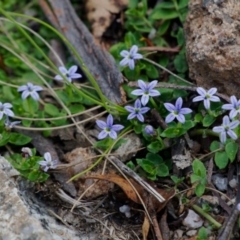 Lobelia pedunculata (Matted Pratia) at Gibraltar Pines - 12 Nov 2023 by regeraghty