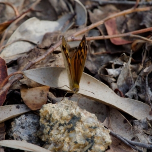 Heteronympha merope at Gibraltar Pines - 12 Nov 2023