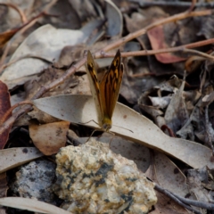 Heteronympha merope (Common Brown Butterfly) at Gibraltar Pines - 12 Nov 2023 by regeraghty