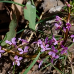 Stylidium (genus) (Trigger Plant) at Namadgi National Park - 12 Nov 2023 by regeraghty