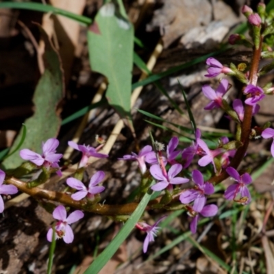 Stylidium sp. (Trigger Plant) at Cotter River, ACT - 12 Nov 2023 by regeraghty
