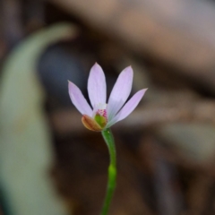 Caladenia carnea (Pink Fingers) at Cotter River, ACT - 12 Nov 2023 by regeraghty